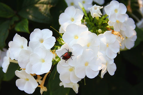 Photo of a bug on a flower.