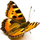 Free Adobe Photoshop Brushes - Butterfly Brushes