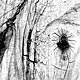 Free Adobe Photoshop Brushes - High Resolution Wood Texture Brushes